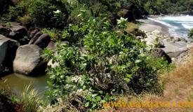 images/gallery/pangasan/pangasan-beach-pacitan-east-java-4.jpg